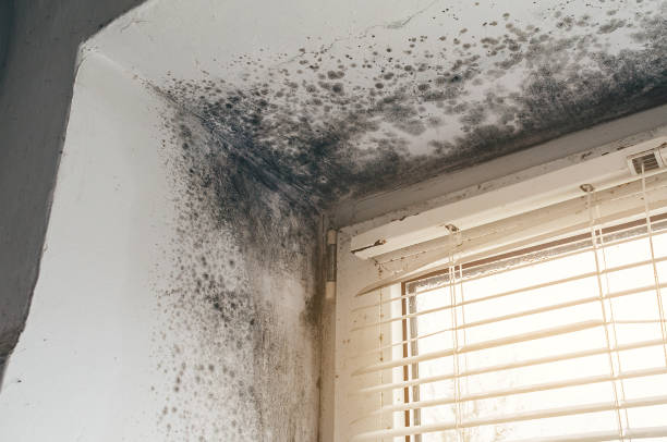 Affordable Black Mold Remediation solutions in Fountainville, PA