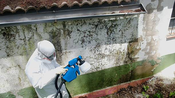 Top rated local Black Mold Remediation specialists in Fountainville, PA